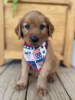 Penny’s Blue Boy, a male Golden Retriever for sale in Seymour, MO – 3 of 8