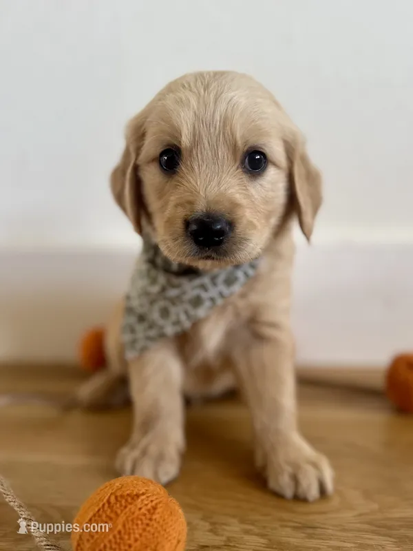 Piper’s Green Boy 💚 – Golden Retriever puppy on hold in Seymour, MO
