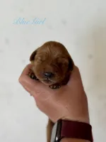 Penny’s Blue Girl, a female Golden Retriever for sale in Seymour, MO – 2 of 2