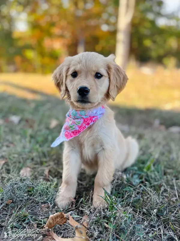 Poppy’s Light Pink Girl 🩷 – Golden Retriever puppy for sale in Seymour, MO