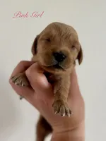 Poppy’s Pink Girl 🩷, a female Golden Retriever for sale in Seymour, MO – 6 of 7