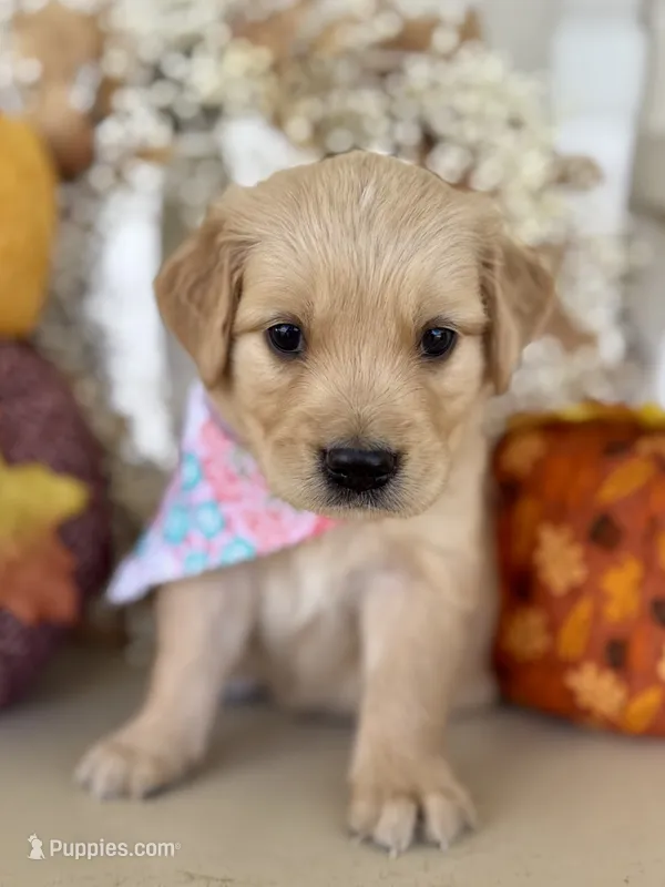 Piper’s Light Pink Girl 🩷 – Golden Retriever puppy for sale in Seymour, MO