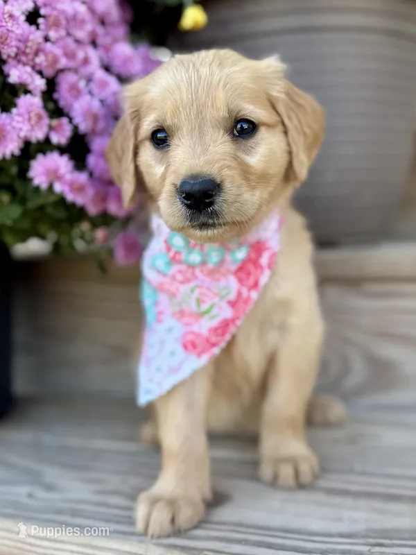Poppy’s Light Pink Girl 🩷 – Golden Retriever puppy for sale in Seymour, MO