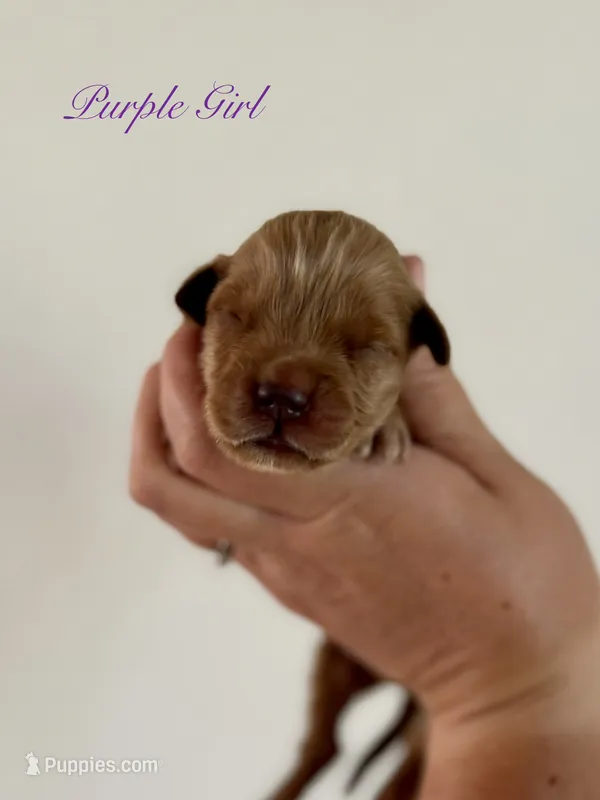 Poppy’s Purple Girl 💜 – Golden Retriever puppy for sale in Seymour, MO