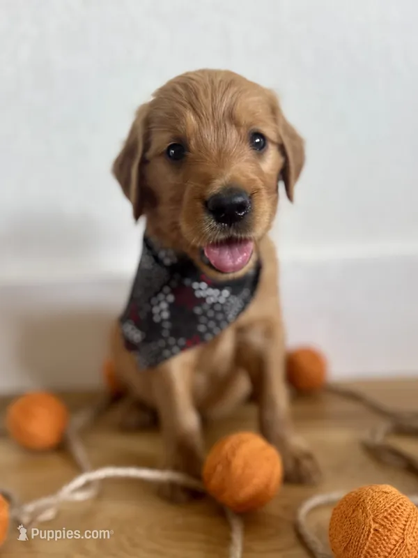 Poppy’s Black Boy 🖤 – Golden Retriever puppy for sale in Seymour, MO