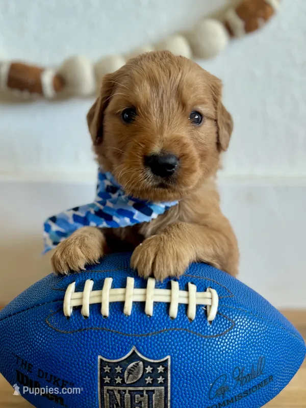 Poppy’s Blue Boy 💙 – Golden Retriever puppy for sale in Seymour, MO
