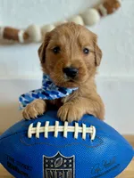 Poppy’s Blue Boy 💙, a male Golden Retriever for sale in Seymour, MO – 2 of 5