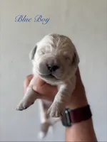 Chloe’s Blue Boy, a male English Cream Golden Retriever for sale in Seymour, MO – 2 of 2