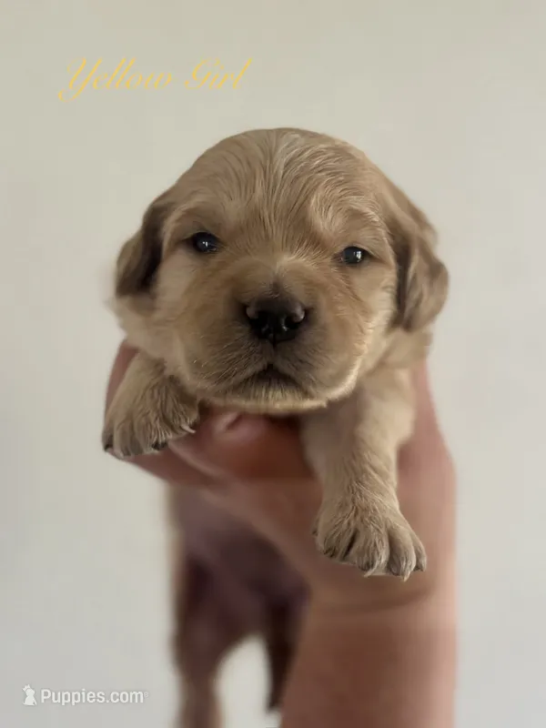 Piper’s Yellow Girl 💛 – Golden Retriever puppy for sale in Seymour, MO