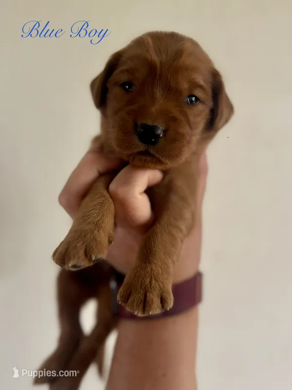 Penny’s Blue Boy – Golden Retriever puppy for sale in Seymour, MO