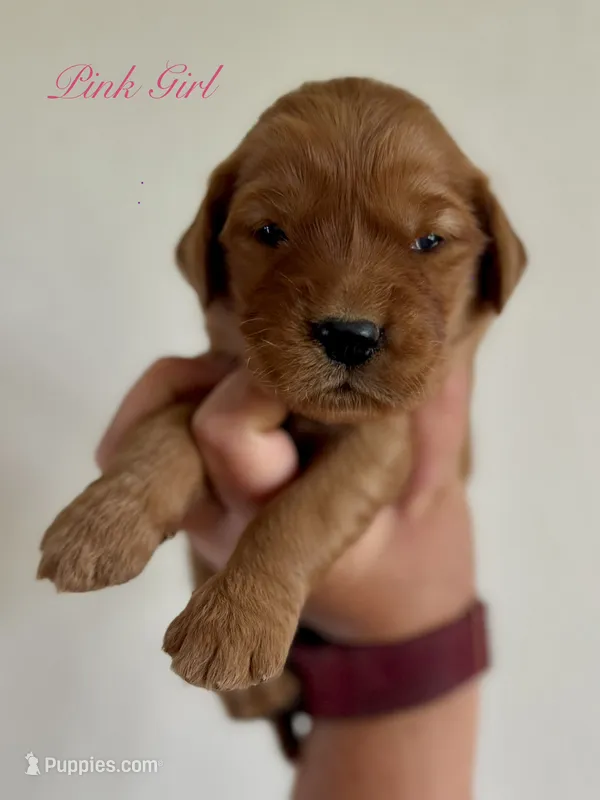 Penny’s Pink Girl – Golden Retriever puppy for sale in Seymour, MO