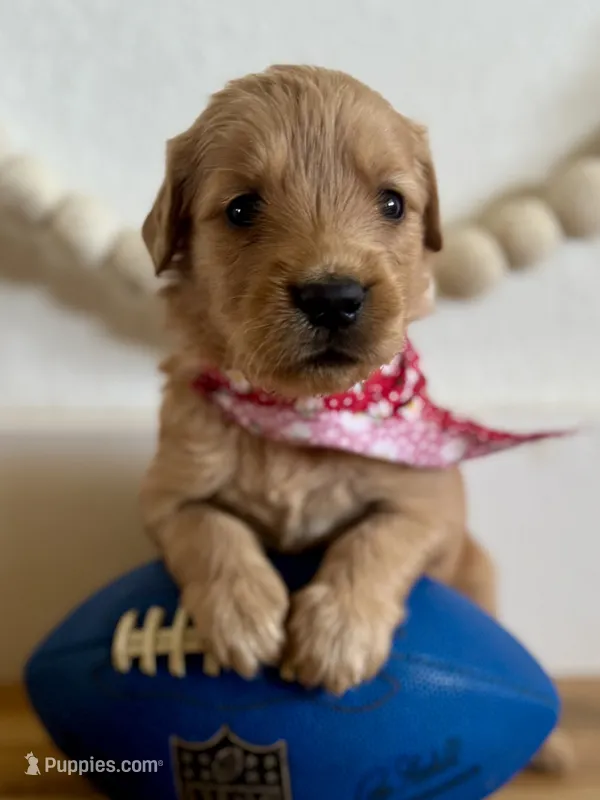 Poppy’s Red Girl ❤️ – Golden Retriever puppy for sale in Seymour, MO