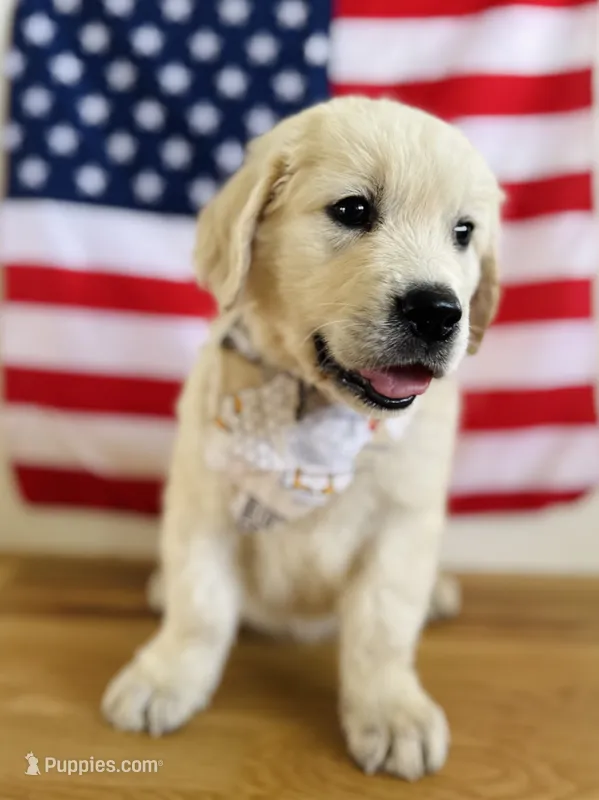 Chloe’s Yellow Boy – English Cream Golden Retriever puppy for sale in Seymour, MO