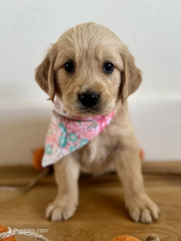 Piper’s Light Pink Girl 🩷 – Golden Retriever puppy on hold in Seymour, MO
