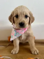 Piper’s Light Pink Girl 🩷, a female Golden Retriever for sale in Seymour, MO – 1 of 6