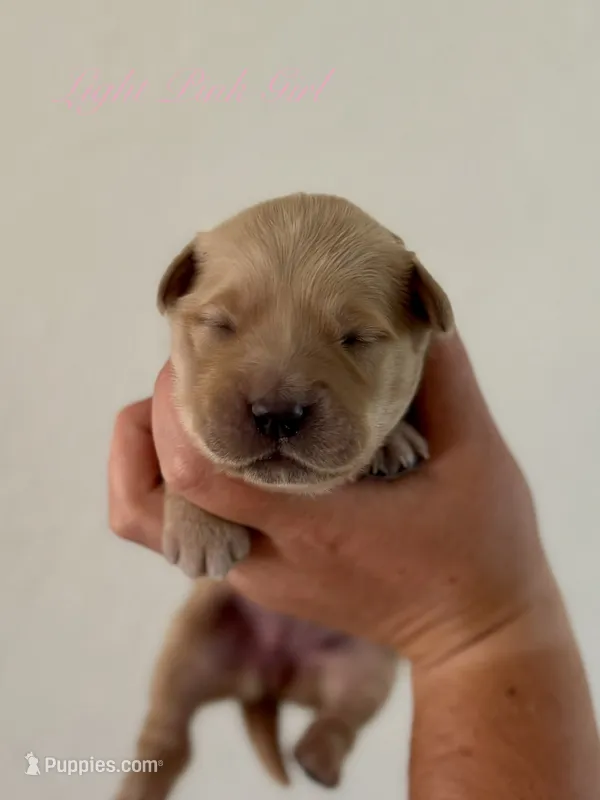 Piper’s Light Pink Girl 🩷 – Golden Retriever puppy for sale in Seymour, MO