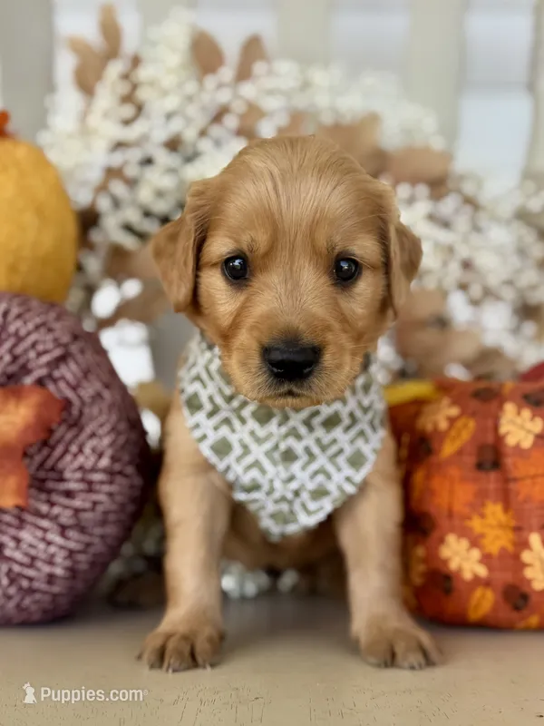 Poppy’s Green Boy 💚 – Golden Retriever puppy for sale in Seymour, MO