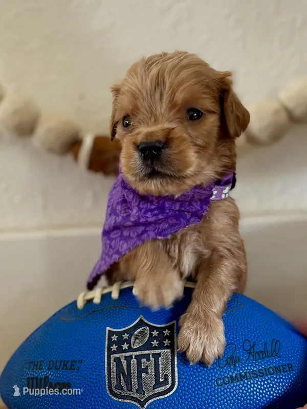Poppy’s Purple Girl 💜 – Golden Retriever puppy for sale in Seymour, MO