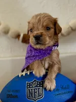 Poppy’s Purple Girl 💜, a female Golden Retriever for sale in Seymour, MO – 4 of 7