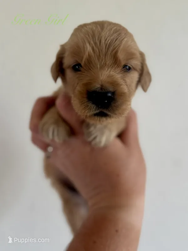 Poppy’s Green Girl 💚 – Golden Retriever puppy for sale in Seymour, MO
