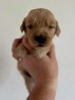 Poppy’s Green Girl 💚, a female Golden Retriever for sale in Seymour, MO – 6 of 8