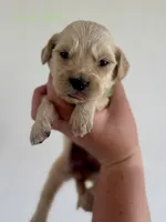 Piper’s Green Girl 💚, a female Golden Retriever for sale in Seymour, MO – 5 of 7