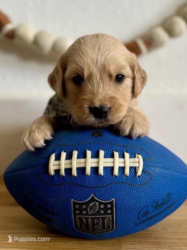 Piper’s Green Boy 💚 – Golden Retriever puppy for sale in Seymour, MO
