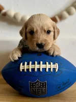 Piper’s Green Boy 💚, a male Golden Retriever for sale in Seymour, MO – 3 of 6