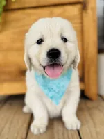 Chloe’s Green Boy, a male English Cream Golden Retriever for sale in Seymour, MO – 2 of 7