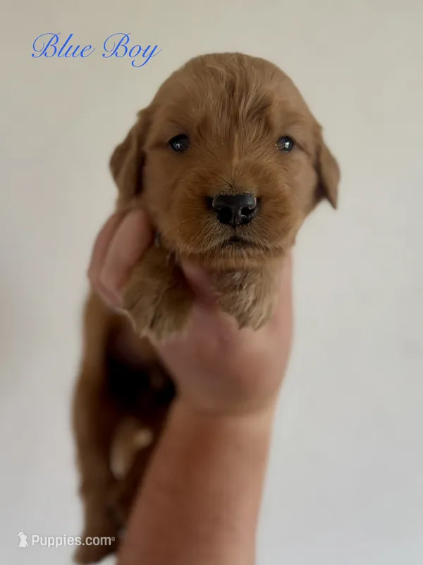 Poppy’s Blue Boy 💙 – Golden Retriever puppy for sale in Seymour, MO