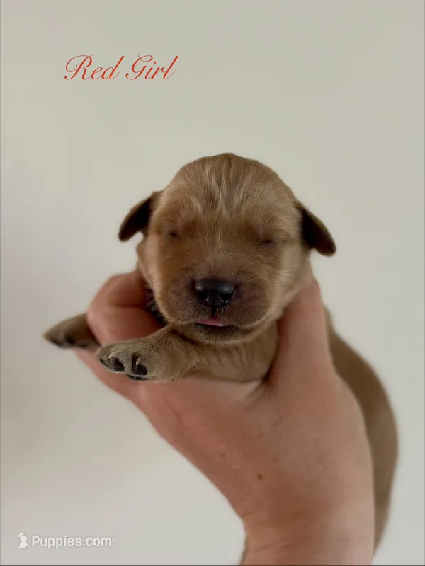 Poppy’s Red Girl ❤️ – Golden Retriever puppy for sale in Seymour, MO