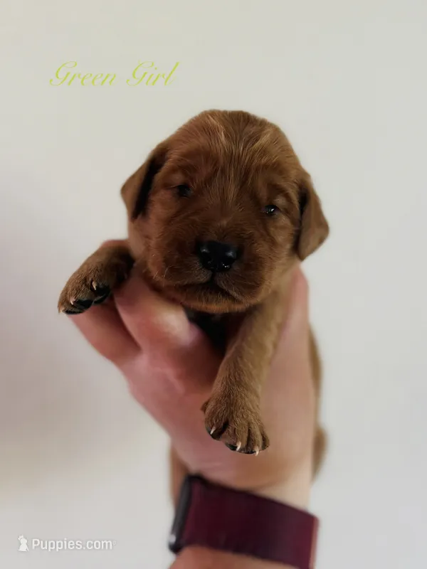 Penny’s Green Girl – Golden Retriever puppy for sale in Seymour, MO