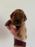Penny’s Green Girl, a female Golden Retriever for sale in Seymour, MO – 1 of 2