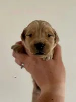 Poppy’s Light Pink Girl 🩷, a female Golden Retriever for sale in Seymour, MO – 6 of 7