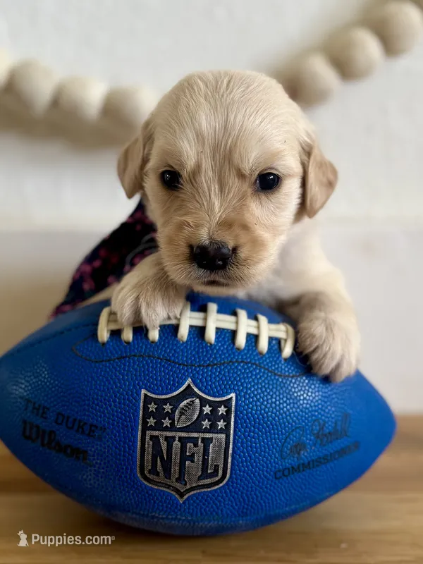 Piper’s Pink Girl 🩷 – Golden Retriever puppy for sale in Seymour, MO