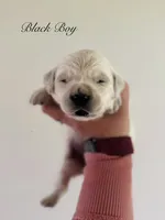 Chloe’s Black Boy, a male English Cream Golden Retriever for sale in Seymour, MO – 1 of 2