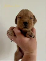 Poppy’s Yellow Girl 💛, a female Golden Retriever for sale in Seymour, MO – 4 of 5