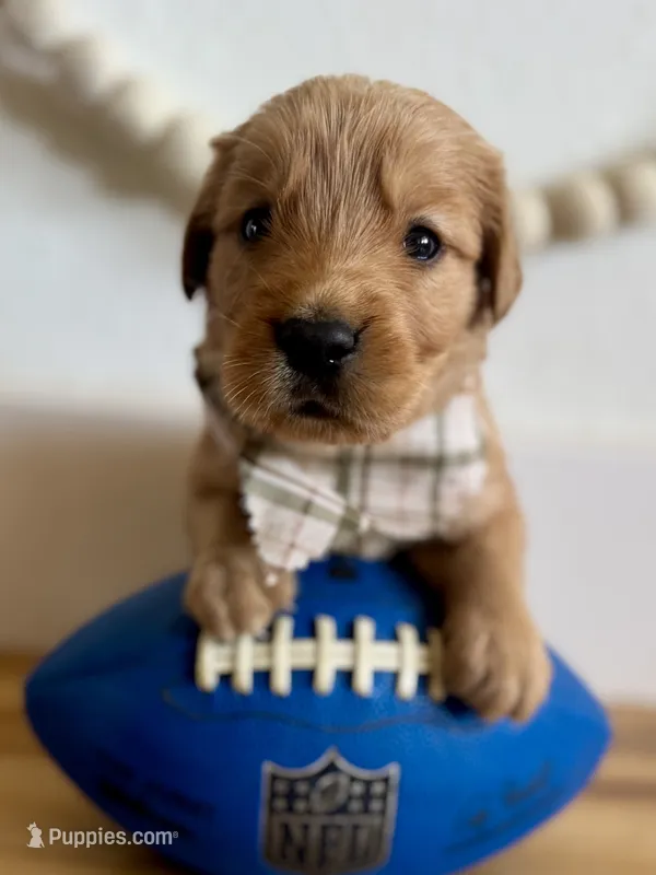 Poppy’s Light Green Boy 💚 – Golden Retriever puppy for sale in Seymour, MO