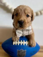 Poppy’s Light Green Boy 💚, a male Golden Retriever for sale in Seymour, MO – 2 of 5