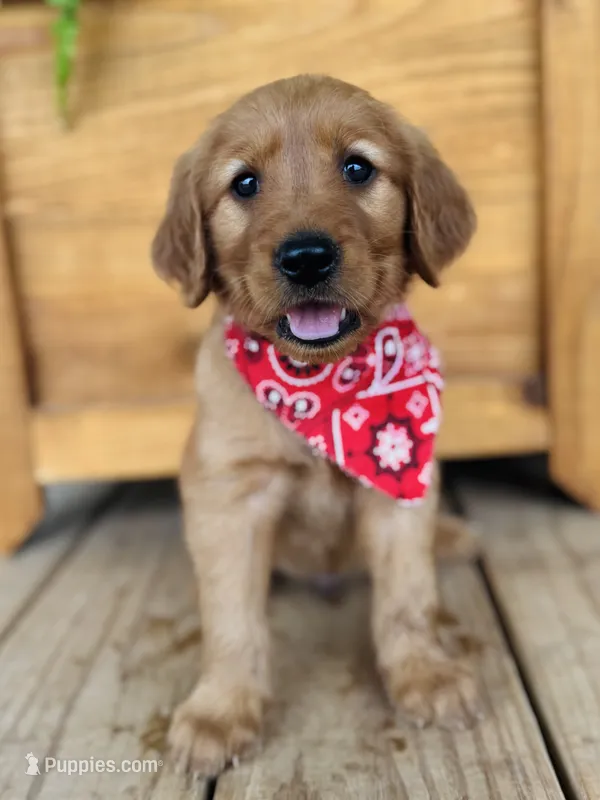Penny’s Black Boy – Golden Retriever puppy for sale in Seymour, MO