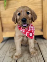 Penny’s Black Boy, a male Golden Retriever for sale in Seymour, MO – 3 of 8