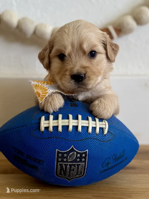 Piper’s Yellow Girl 💛 – Golden Retriever puppy on hold in Seymour, MO