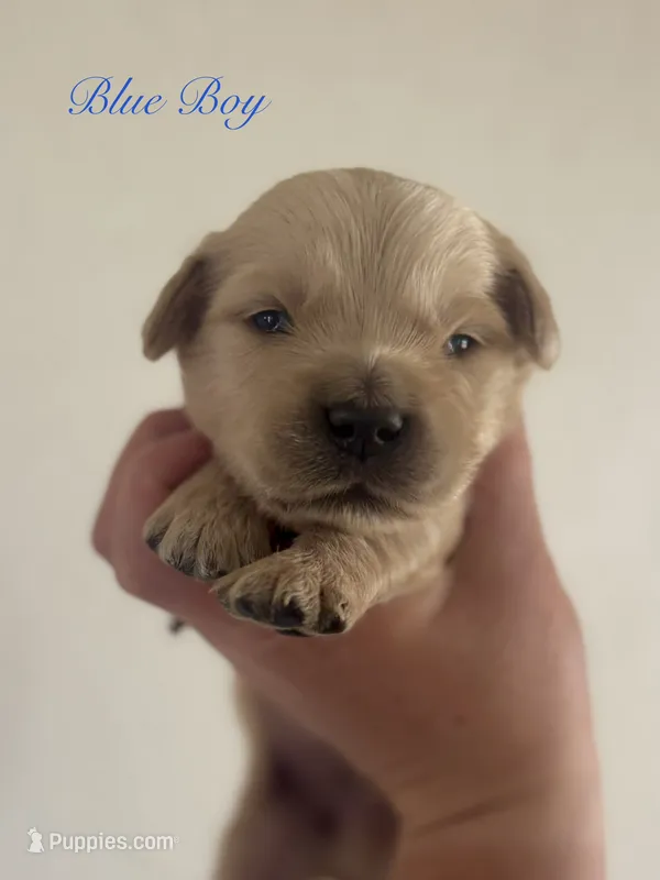Piper’s Blue Boy 💙 – Golden Retriever puppy for sale in Seymour, MO