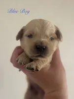 Piper’s Blue Boy 💙, a male Golden Retriever for sale in Seymour, MO – 5 of 6