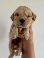 Piper’s Yellow Girl 💛, a female Golden Retriever for sale in Seymour, MO – 3 of 5
