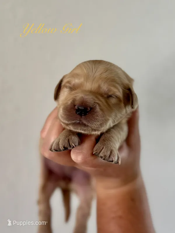 Piper’s Yellow Girl 💛 – Golden Retriever puppy for sale in Seymour, MO