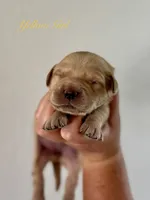 Piper’s Yellow Girl 💛, a female Golden Retriever for sale in Seymour, MO – 1 of 1
