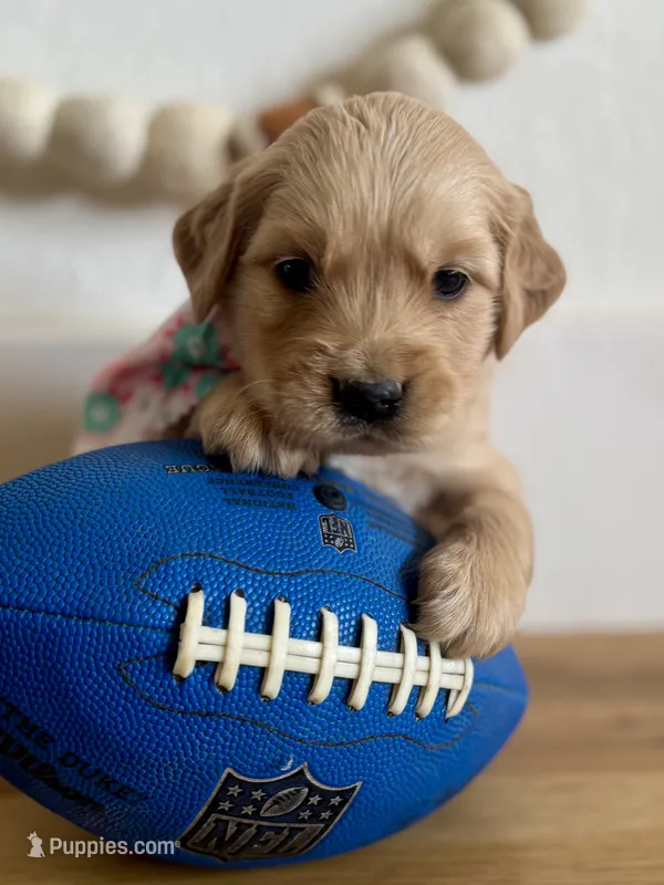 Piper’s Light Pink Girl 🩷 – Golden Retriever puppy for sale in Seymour, MO