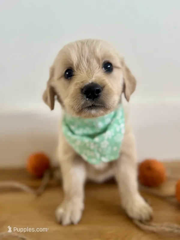 Piper’s Green Girl 💚 – Golden Retriever puppy for sale in Seymour, MO