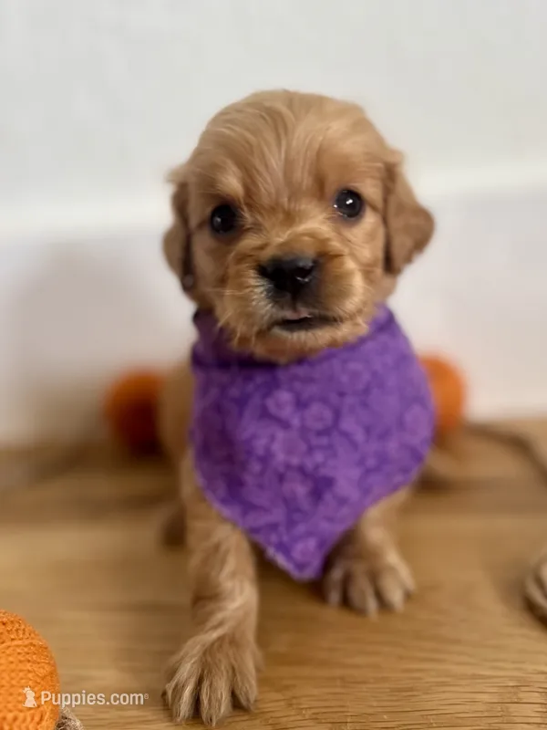 Poppy’s Purple Girl 💜 – Golden Retriever puppy for sale in Seymour, MO